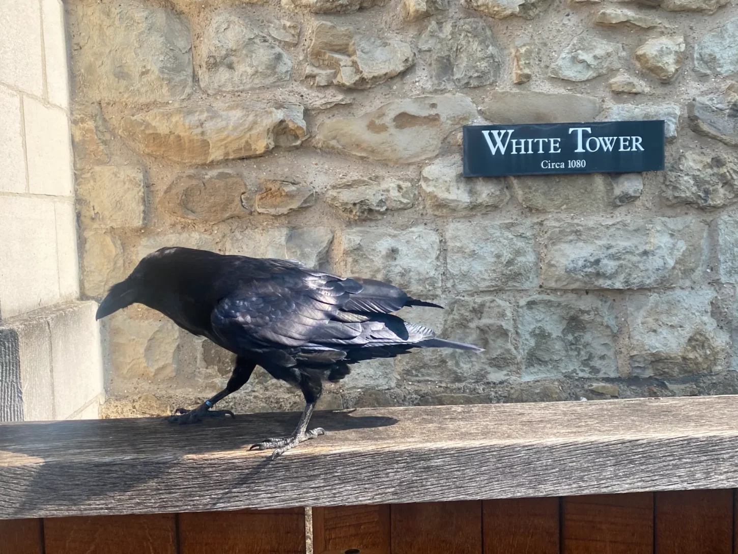 Tower of London Raven